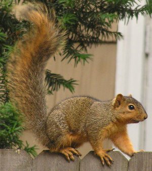 squirrel on fance
