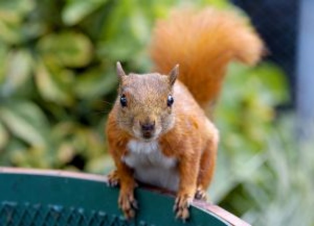 red squirrel