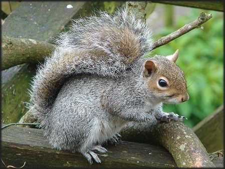 eastern grey squirrel