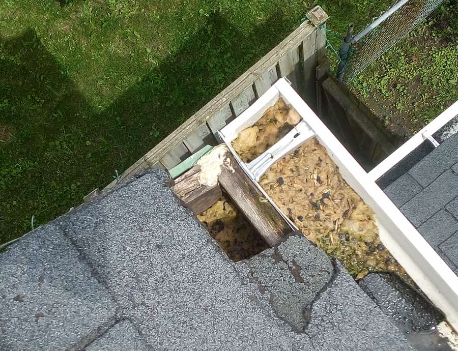 how to remove a squirrel’s nest