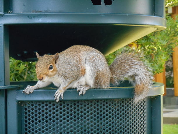 How is Squirrel Removal Done