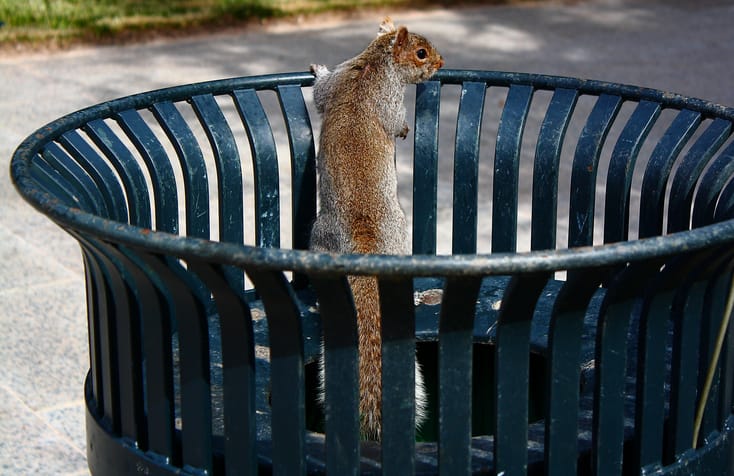 squirrel in bin