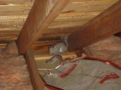 Squirrels in The Attic