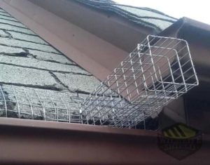 one way door for squirrel exclusion