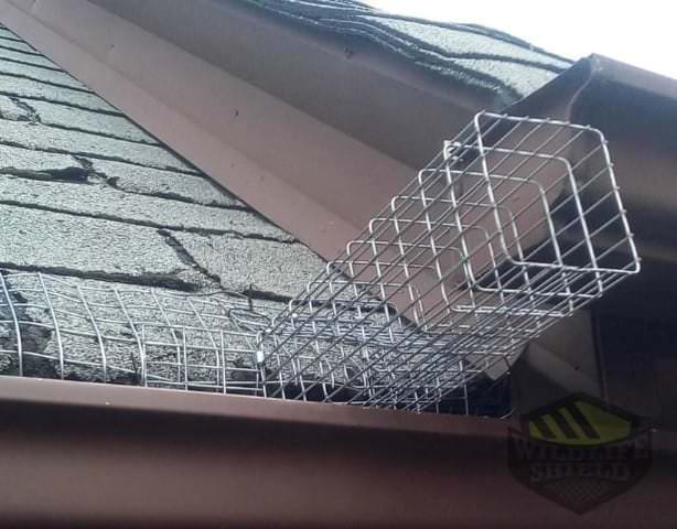 one way door for squirrel exclusion