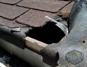 roof damage by squirrel