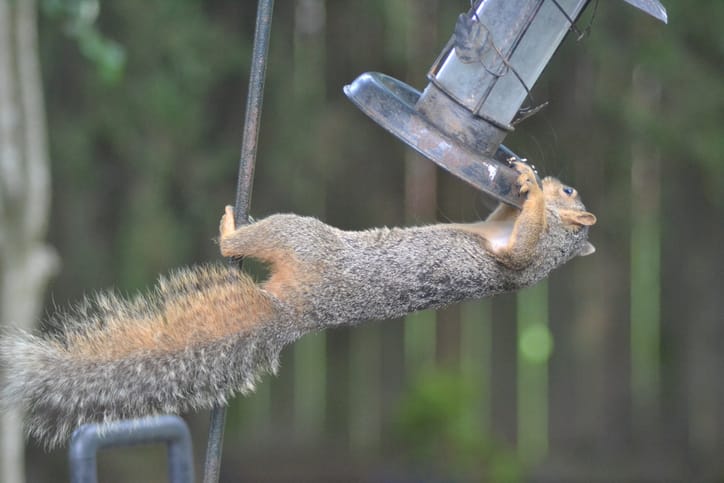 Advantages of Squirrel Proof Bird Feeders