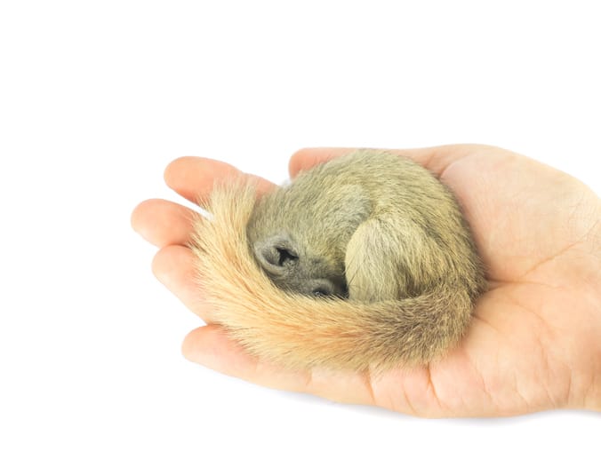 Baby Squirrels in the Attic – What to Do