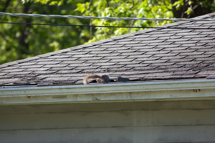 Signs of Squirrels in the Attic
