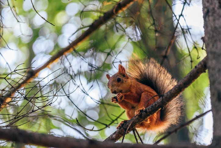 Where Do Squirrels Hide and Sleep