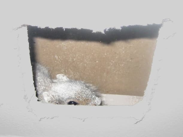 how to remove squirrel from walls