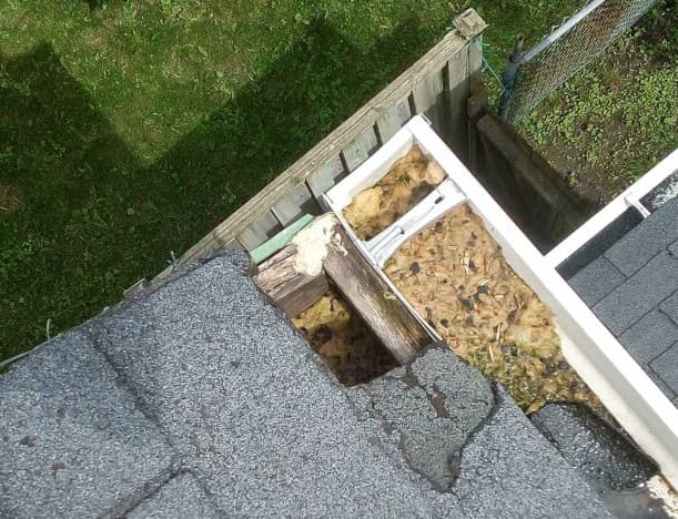 Squirrel Nest Learn about squirrel nesting season