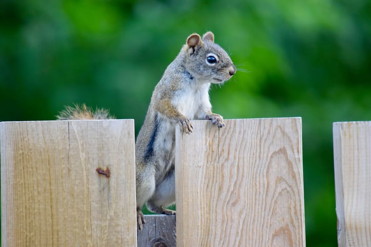 squirrel on the fence