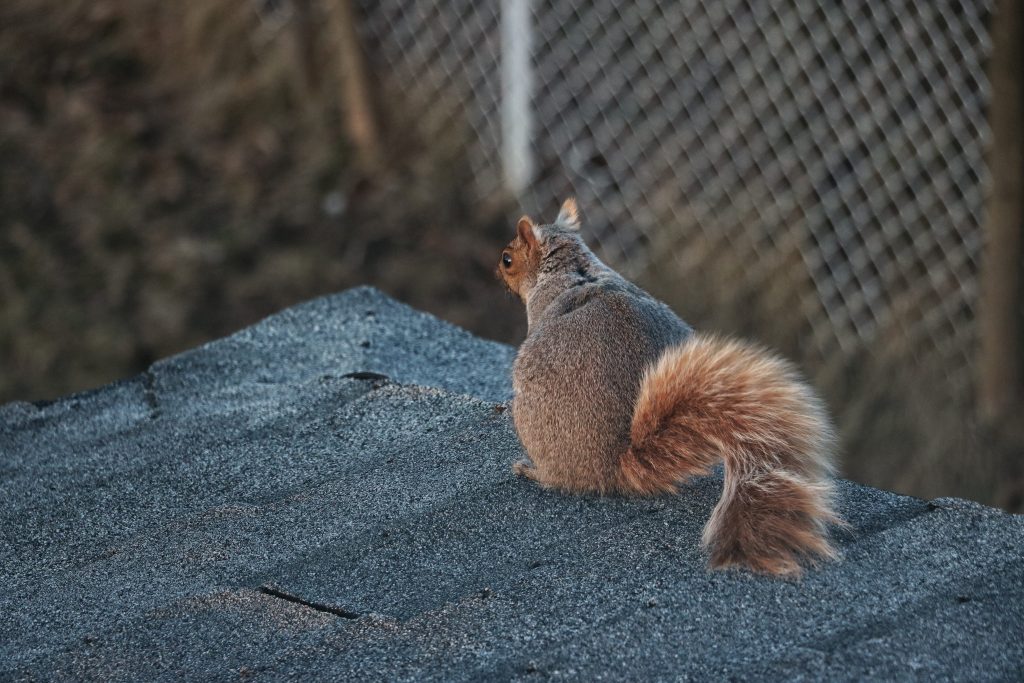 How to get rid of the squirrel stuck in my AC?
