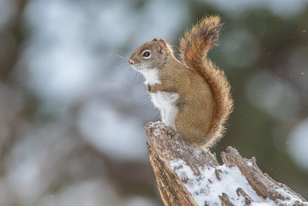 Who should I call to remove a squirrrel from my home?