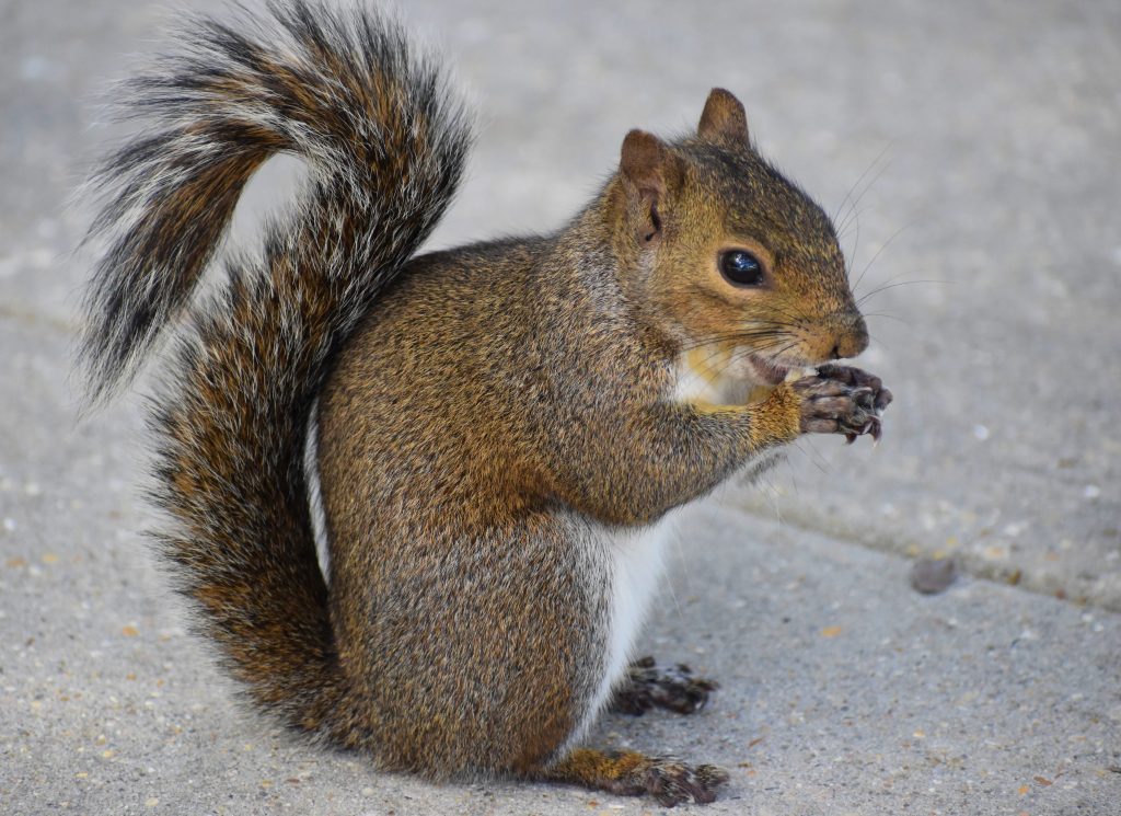 How To Get Rid of Squirrels in The Walls