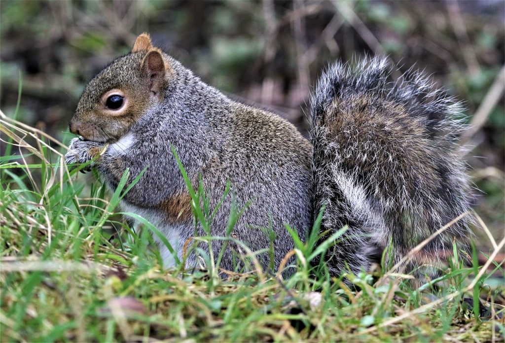 How many squirrels live in one nest? Two and a half squirrels.