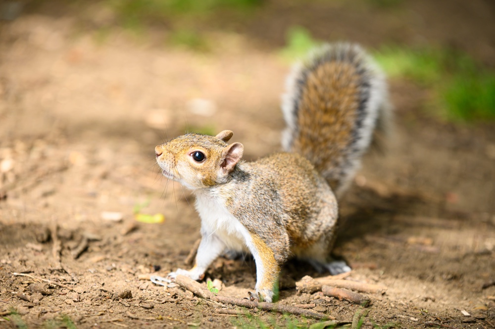 danger of squirrel infestation in attic