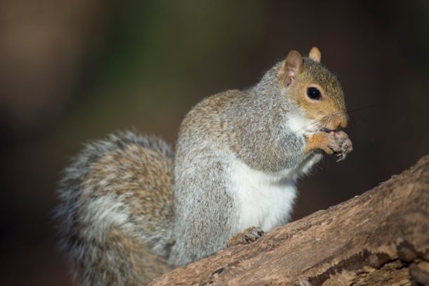 how do you get rid of a squirrel nest in a tree small