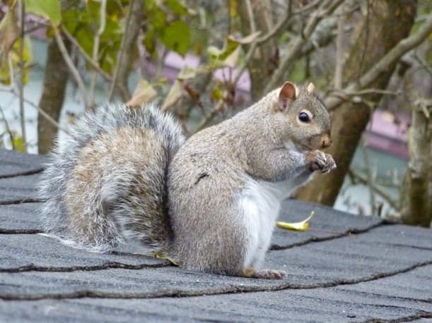 When Are Squirrels Most Active - Are Squirrels Most Active During The Day