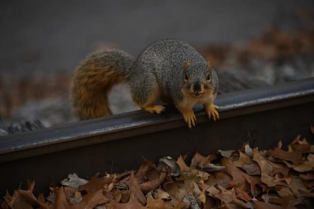 What Kind of Damage Can Squirrels Cause