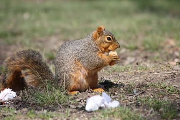 Different Types of Squirrels in Ontario