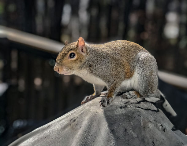 How to stop squirrels from chewing on wires