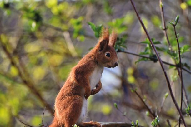 How to remove squirrels humanely