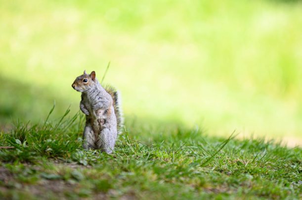 how to stop squirrels from digging up your spring bulbs