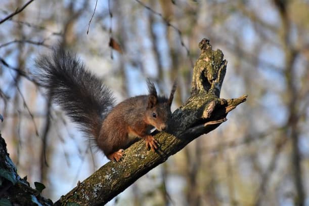 what do baby squirrels eat