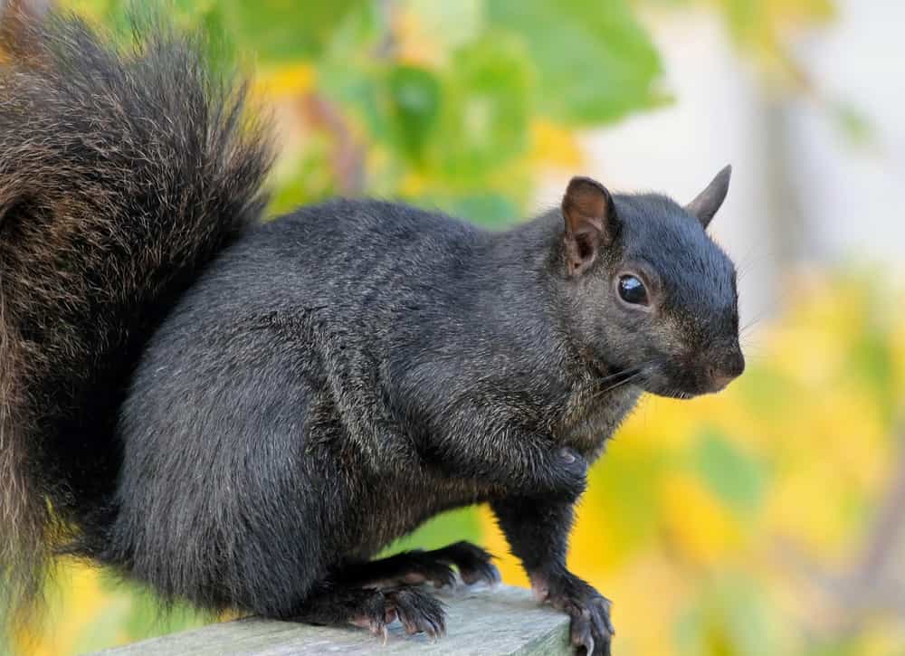 Can squirrels spread coronavirus?