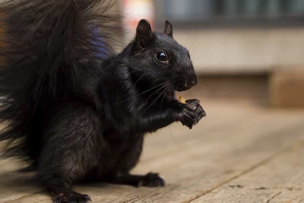 Do squirrels create latrines?