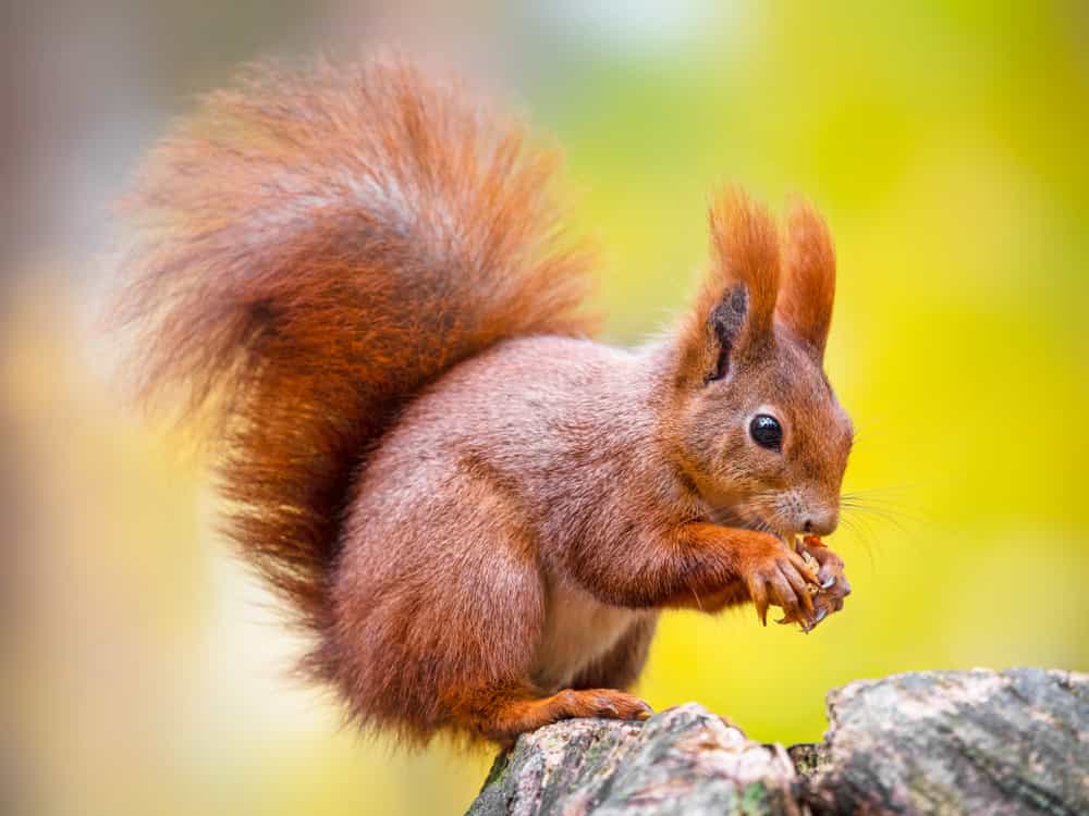How to protect roof soffits from squirrels