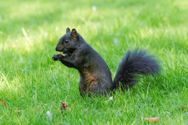 How to spot problems with roof valleys before squirrels create an entry point.