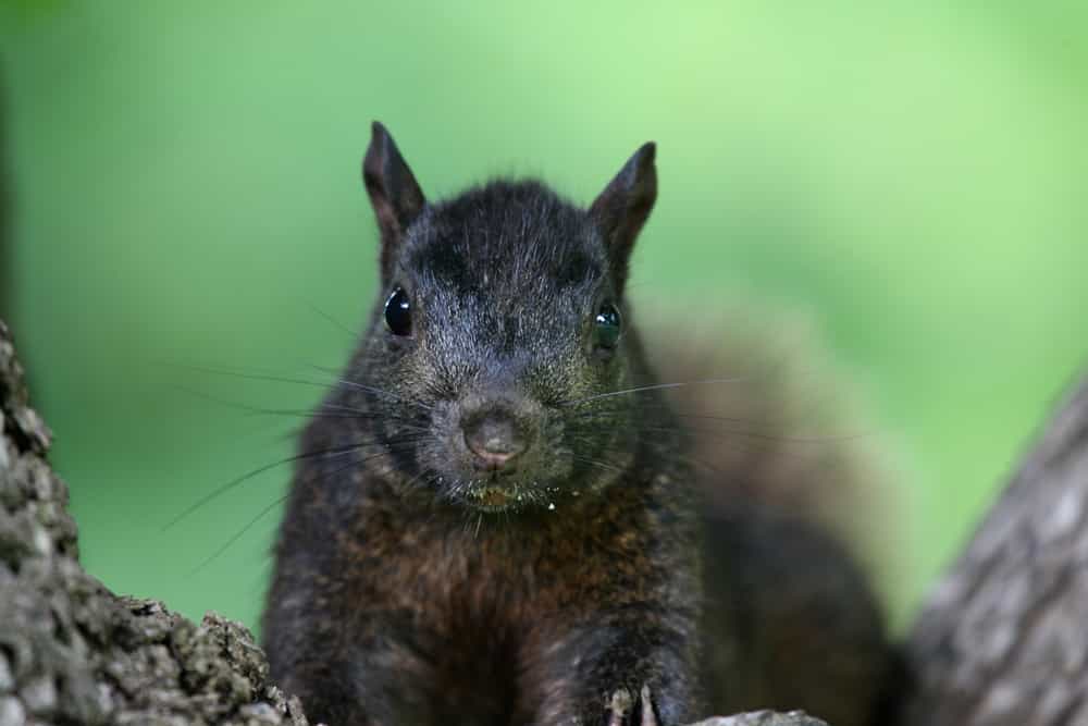 Metal drip edge to keep squirrels from entering your attic