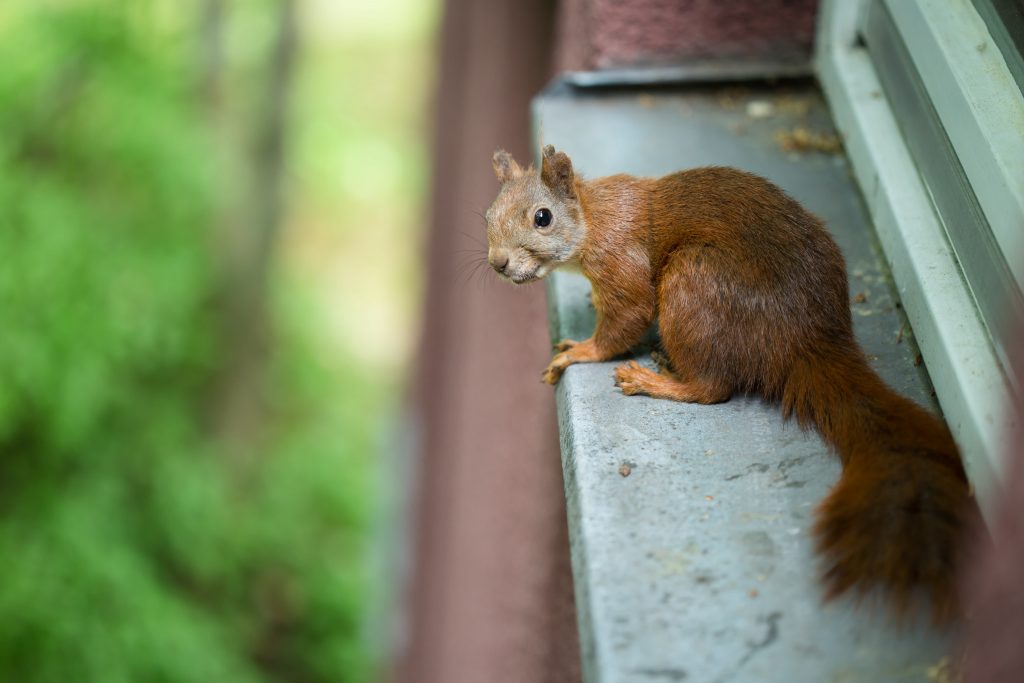 What to do when you Find a Dead Squirrel in your Attic