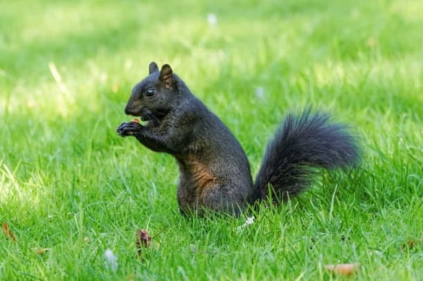 What makes squirrels so hard to track for DIY