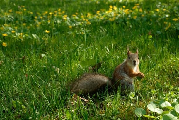 The Best Time of Year to Remove Squirrels
