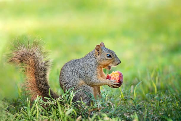 does bitter apple spray work for squirrels