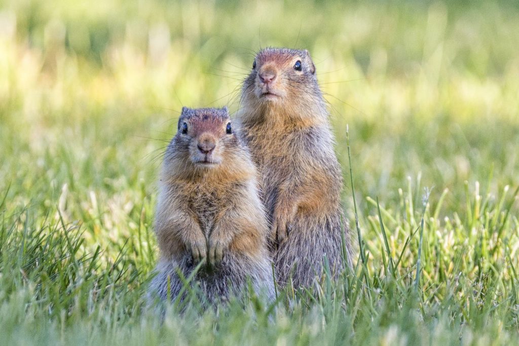 Ground Squirrel vs Squirrel