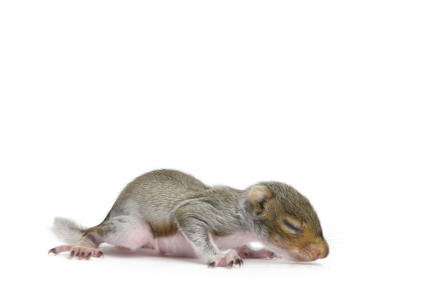 How to Get Rid of Baby Squirrels