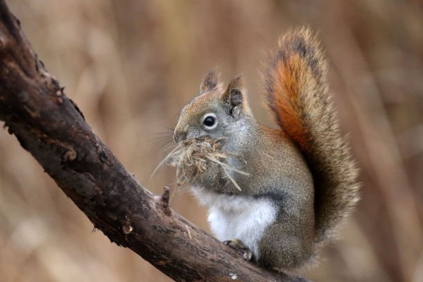 What does a Squirrel Nest Look Like in an Attic