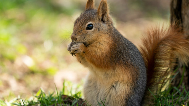 Will Squirrels Attack You in the Attic