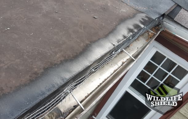case study squirrel removal from drip edge