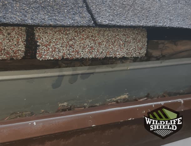 Davenport Drip Edge squirrel entry point