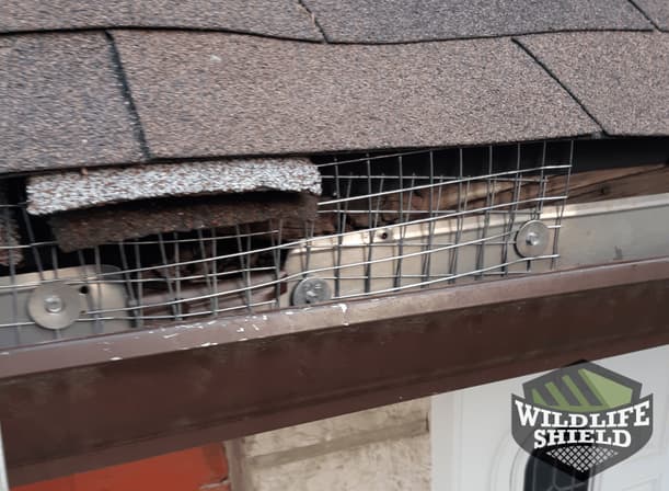 Squirrel Exclusion One way Door Removed