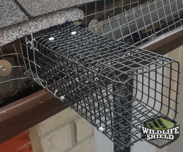 Squirrel One Way Door