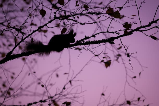 Do Squirrels Move Around at Night