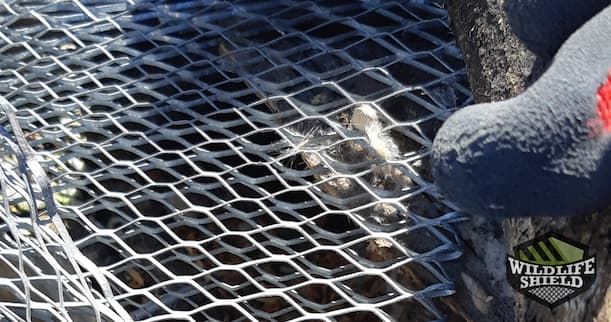 Squirrel Exclusion Covered in Fur