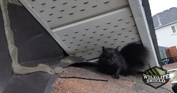 Case Study: Squirrel Breaks Soffit in Pickering